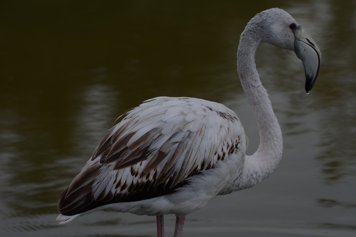 Flamenko handia - ML645798227