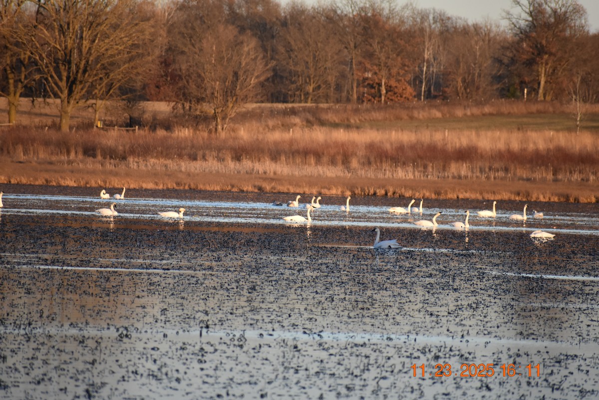 Trumpeter Swan - ML645798239