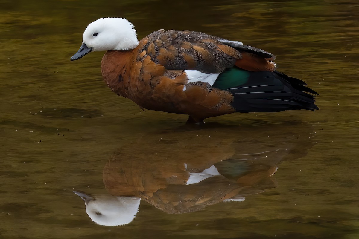 Tarro Maorí - ML645798240