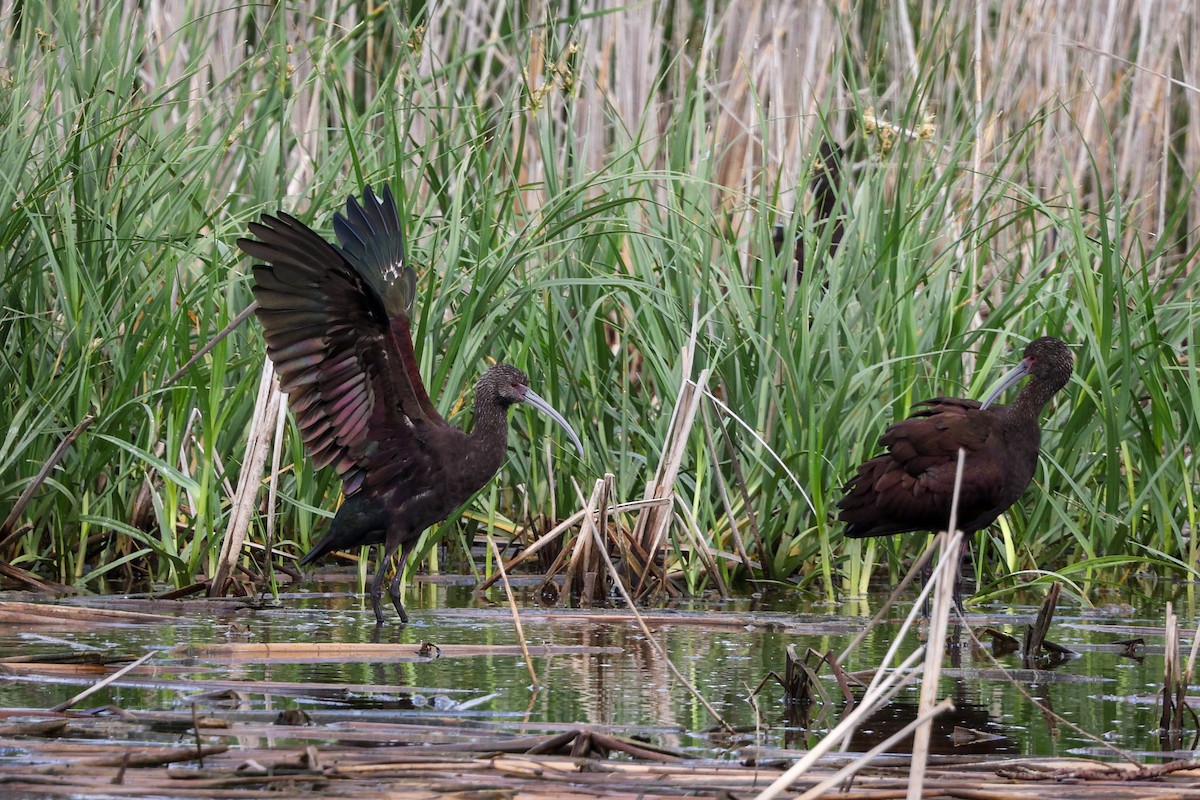 Beltzaran musuzuria - ML645798254