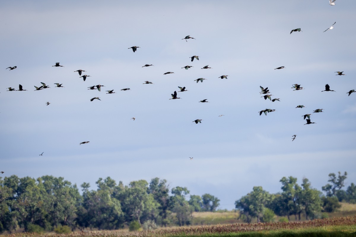 Beltzaran musuzuria - ML645798255