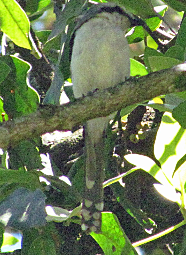 Alcaudón de Mackinnon - ML645798256