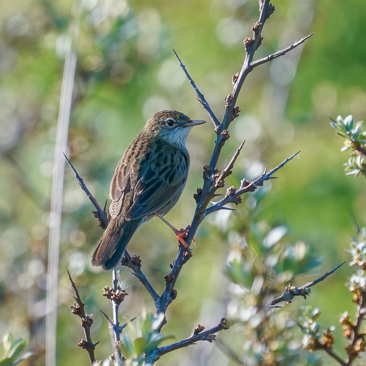 Common Grasshopper Warbler - ML645798257