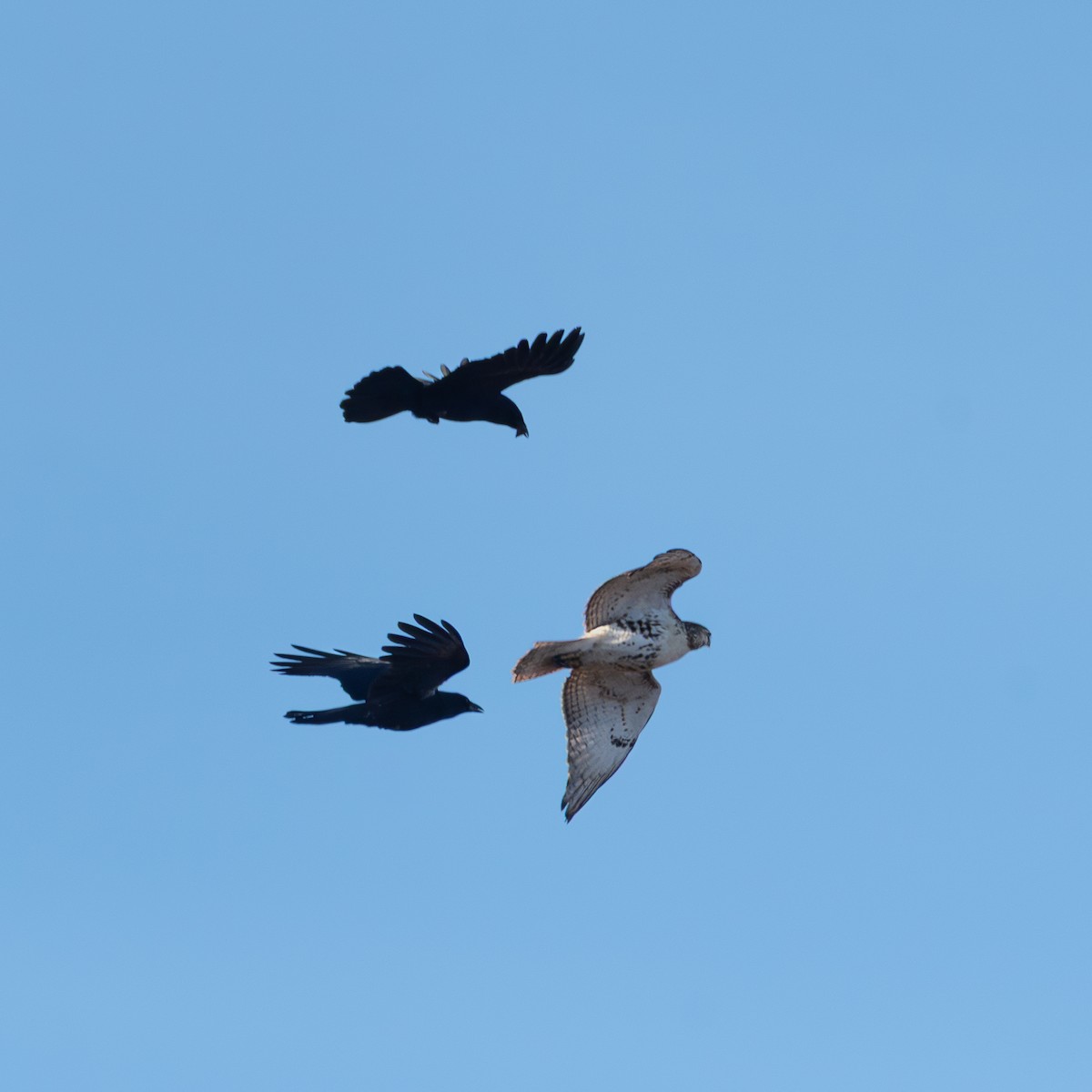 Red-tailed Hawk - ML645798265