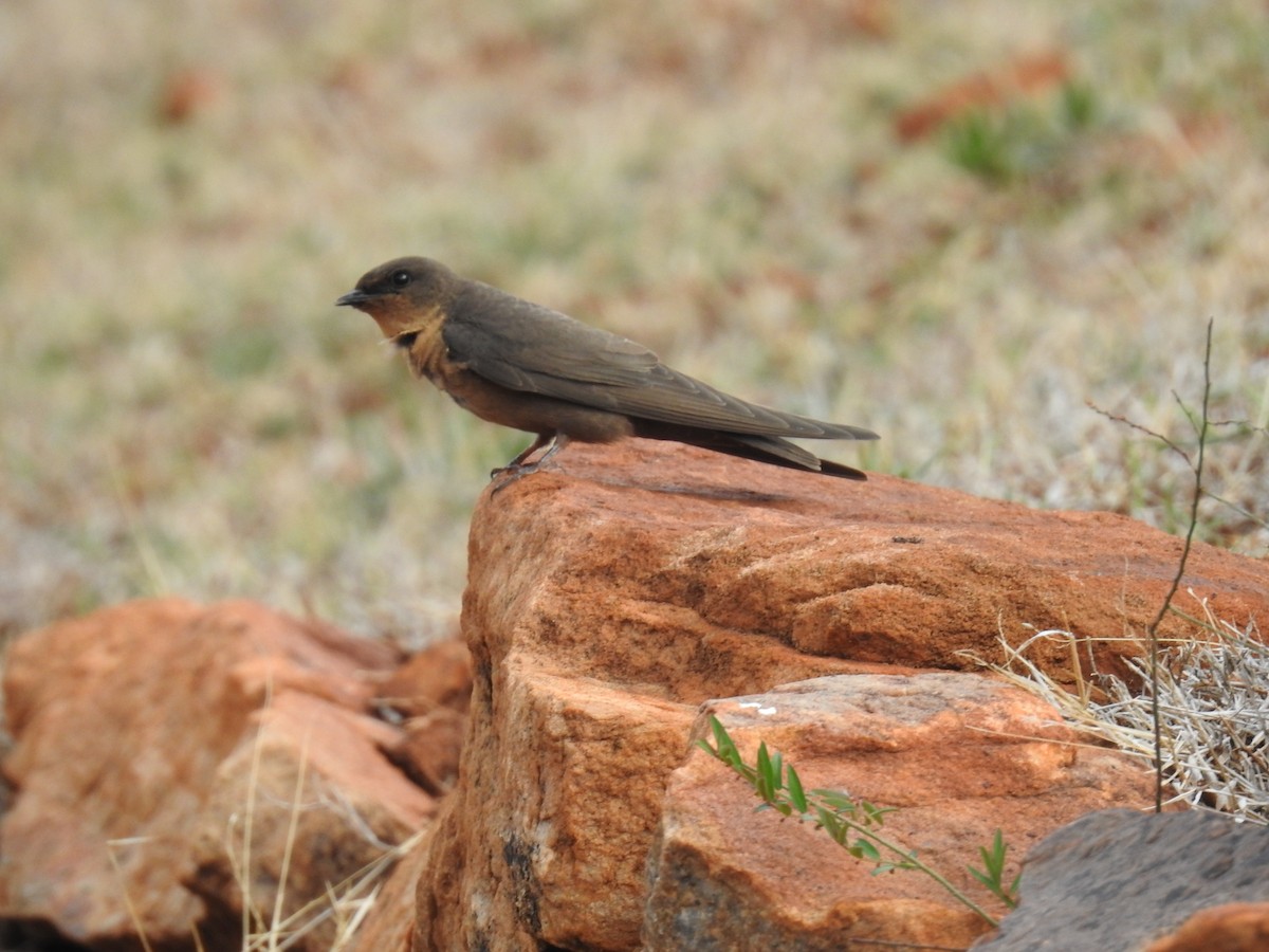swallow sp. - ML645798269