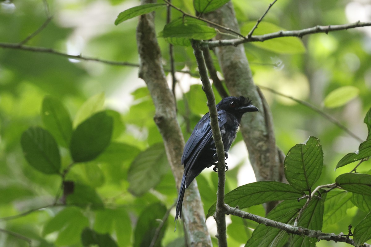 Greater Racket-tailed Drongo - ML645798272