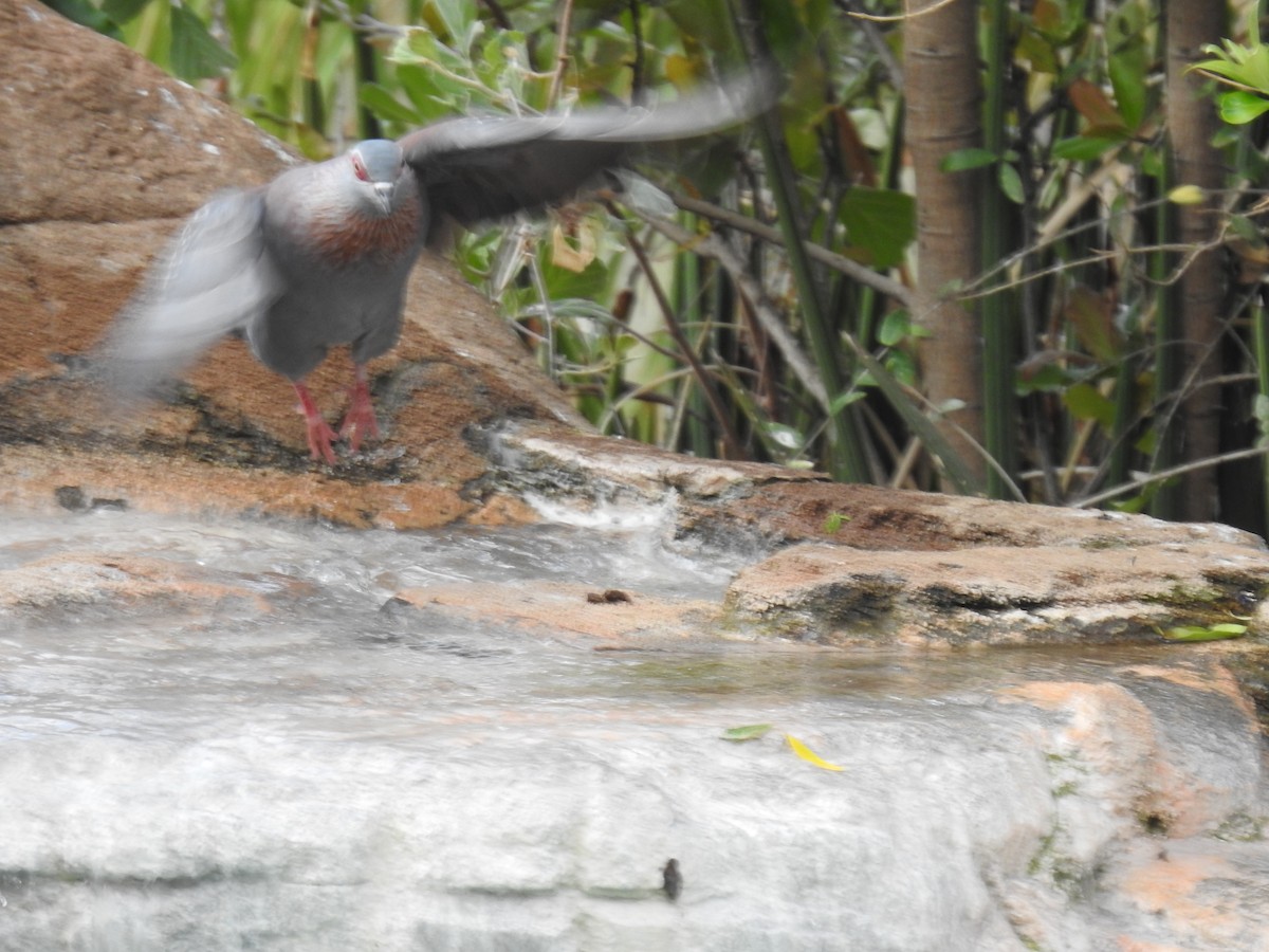Speckled Pigeon - ML645798275