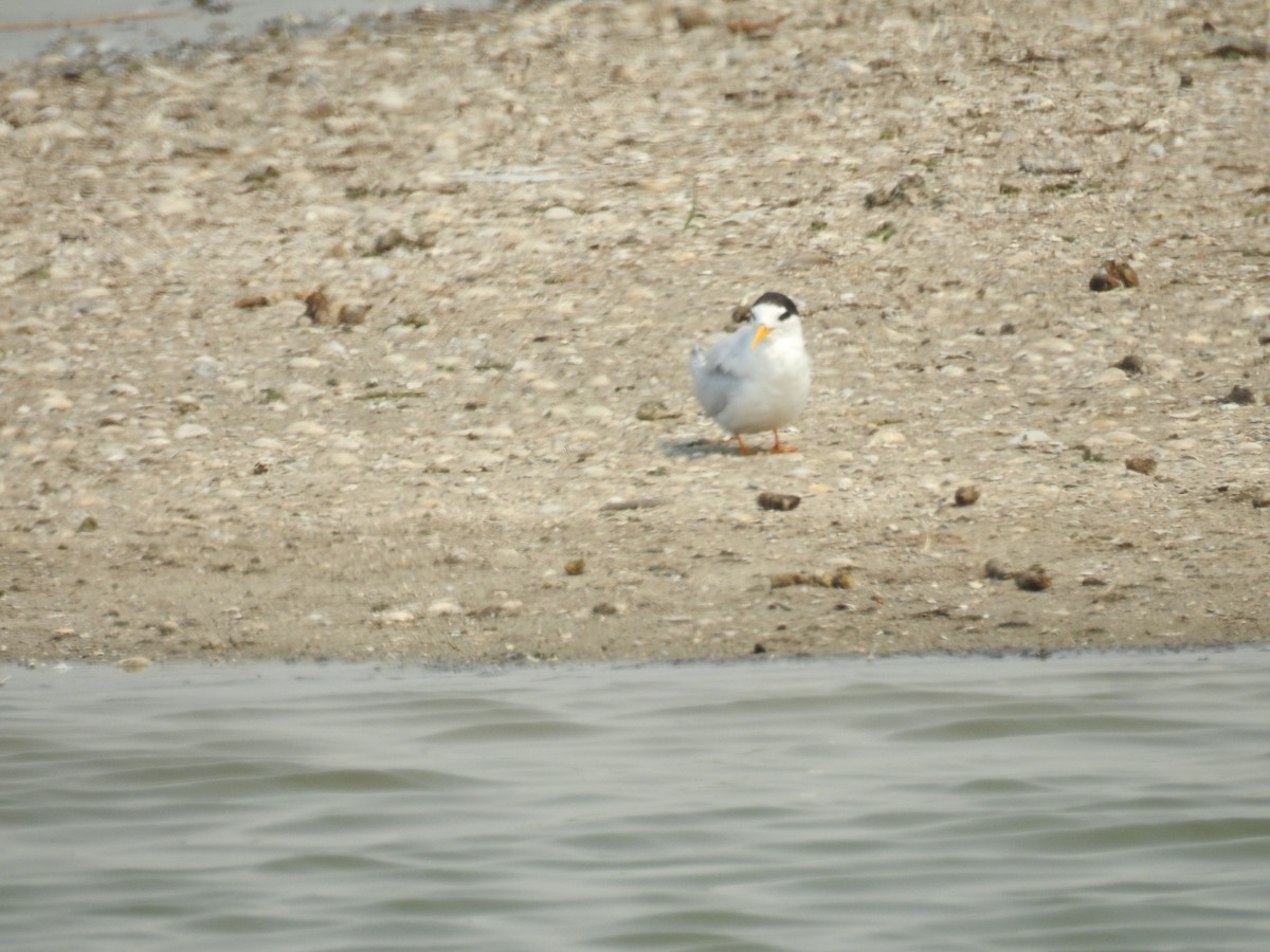 Australian Fairy Tern - ML645798278
