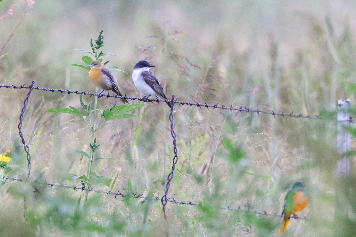 Tirano Oriental - ML645798279