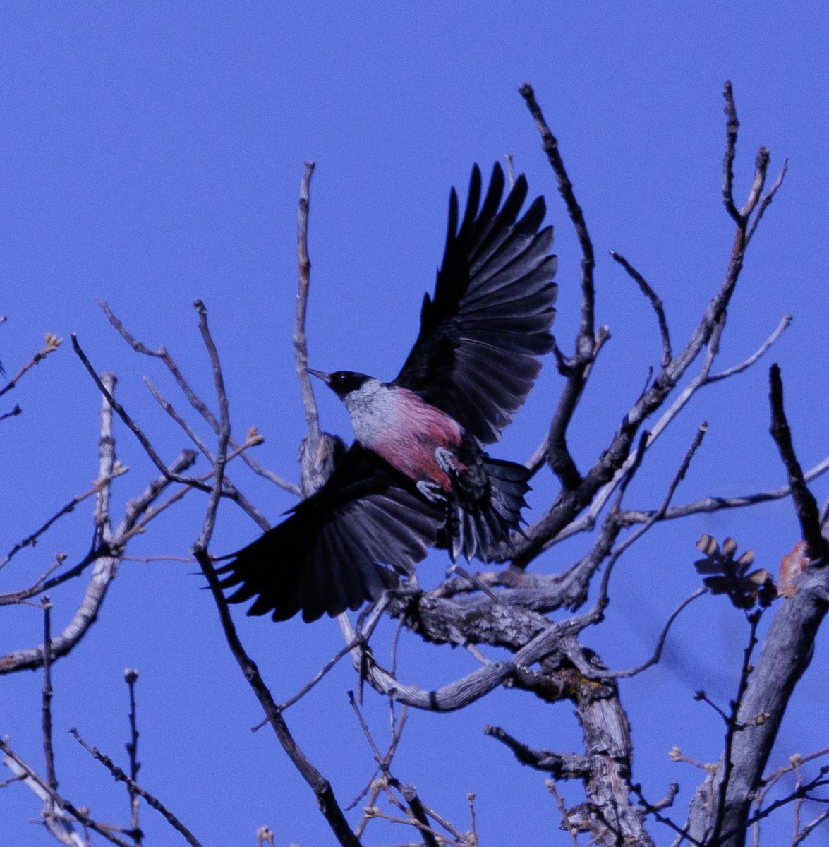 Blutgesichtspecht - ML645798282