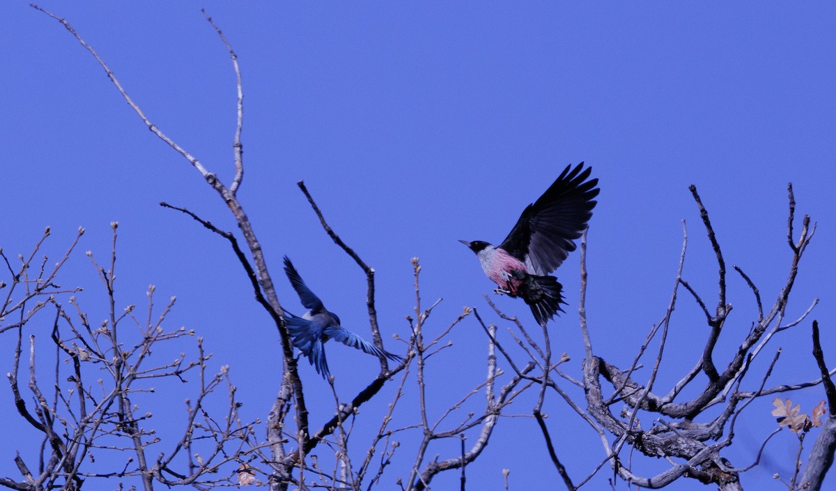 Blutgesichtspecht - ML645798283