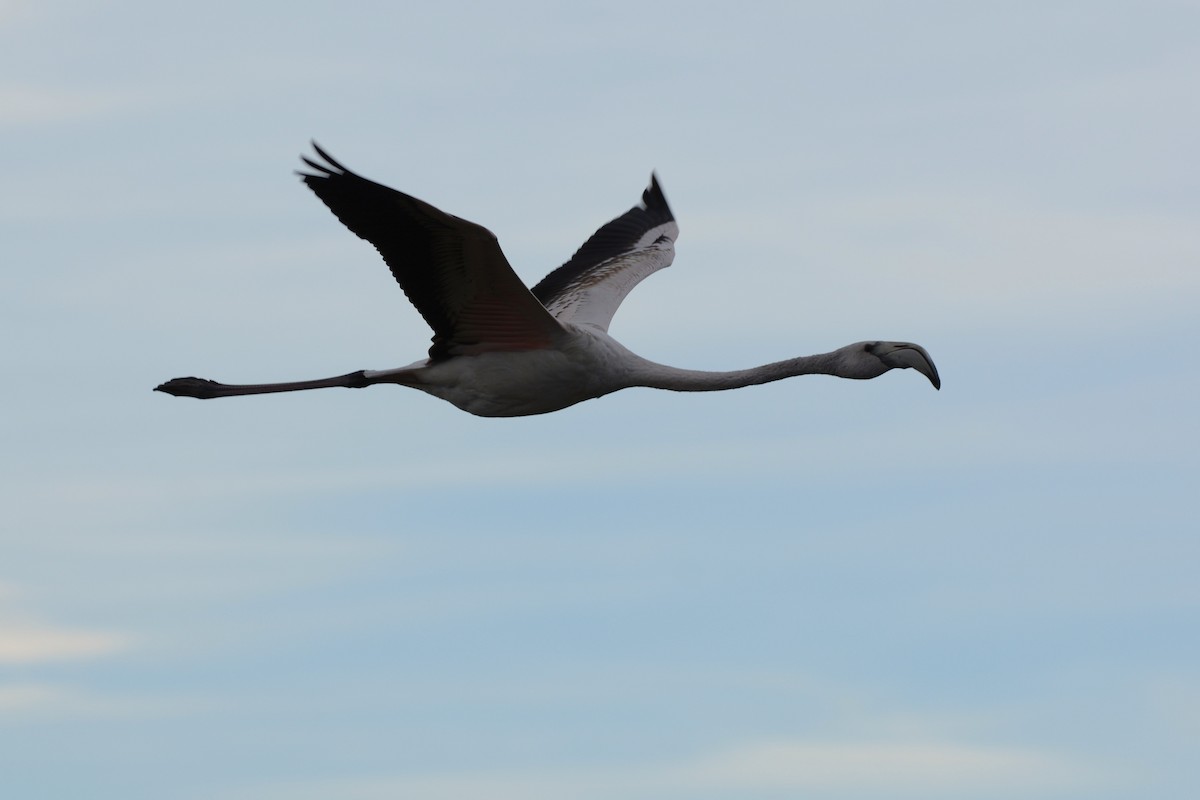 Flamenko handia - ML645798285