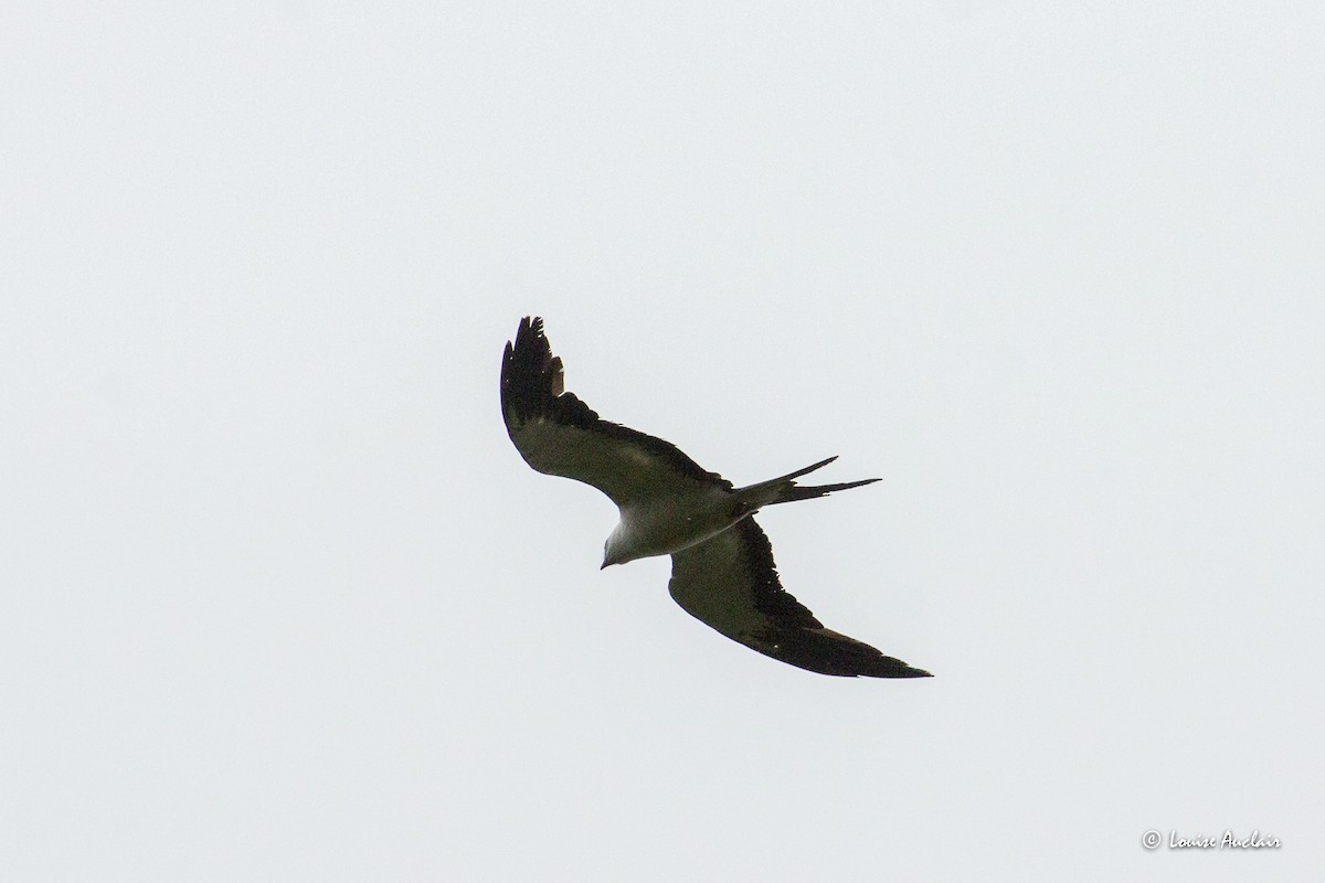 Swallow-tailed Kite - ML645798286