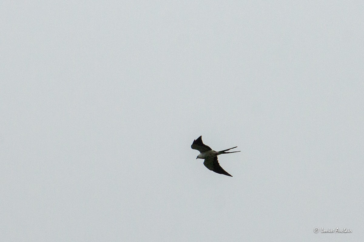 Swallow-tailed Kite - ML645798287