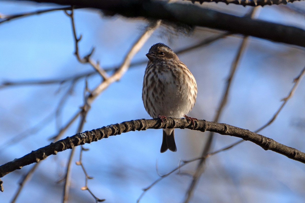 Purple Finch - ML645798289
