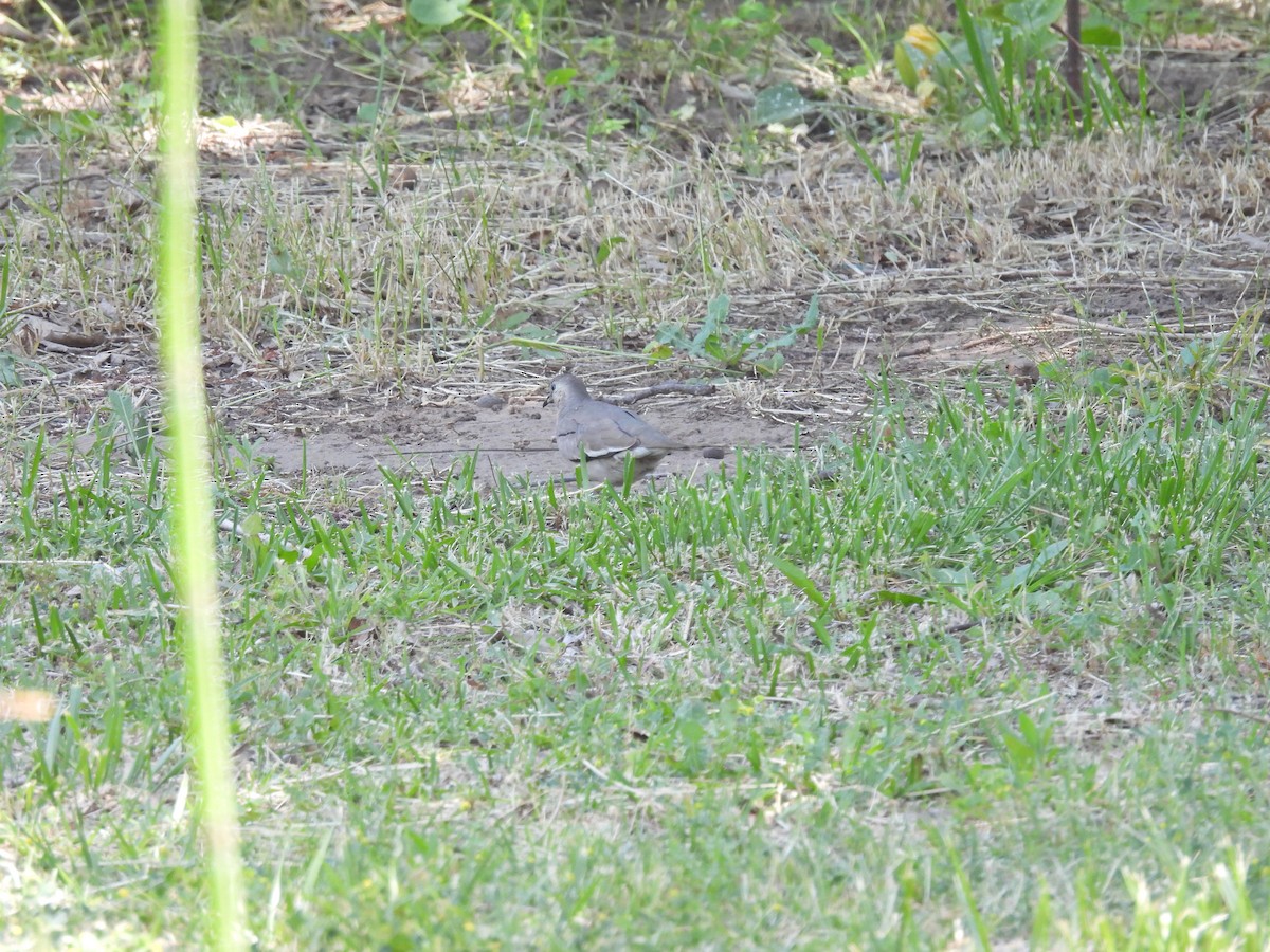 Picui Ground Dove - ML645798290