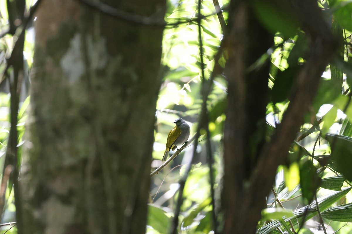 Bulbul Ventrigrís - ML645798301