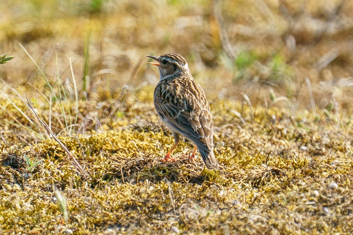 Wood Lark - ML645798302