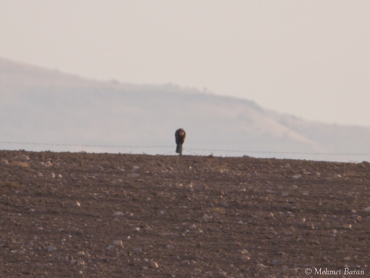 דורס יום בלתי-מזוהה (עקב) - ML645798311