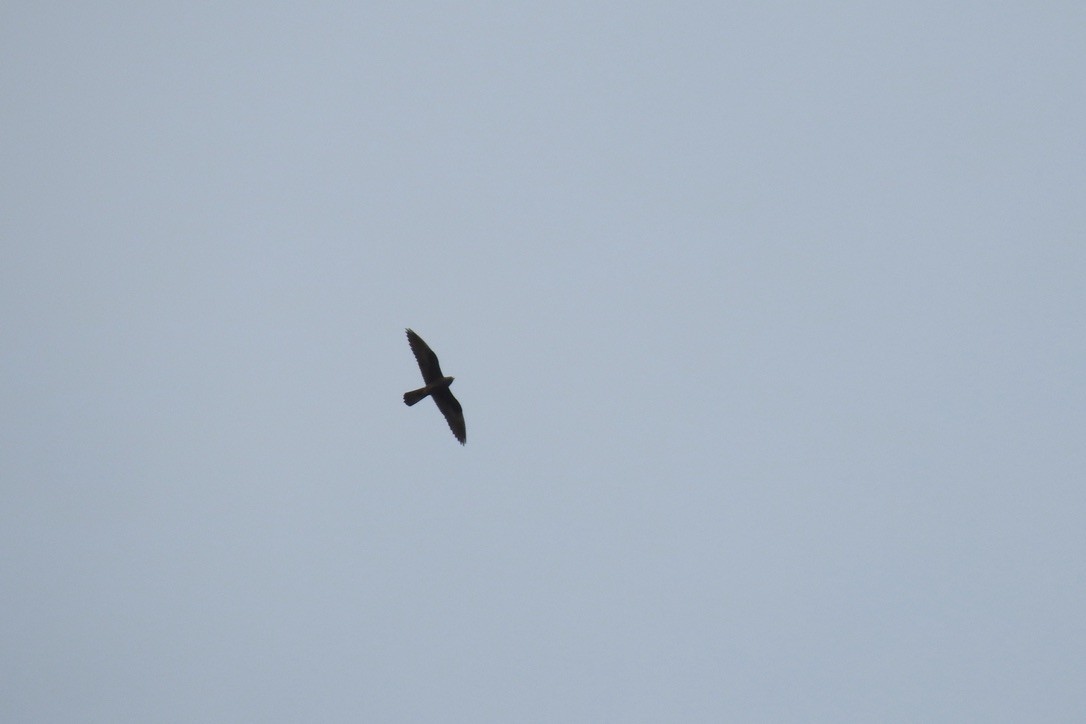 Eleonora's Falcon - ML645798322