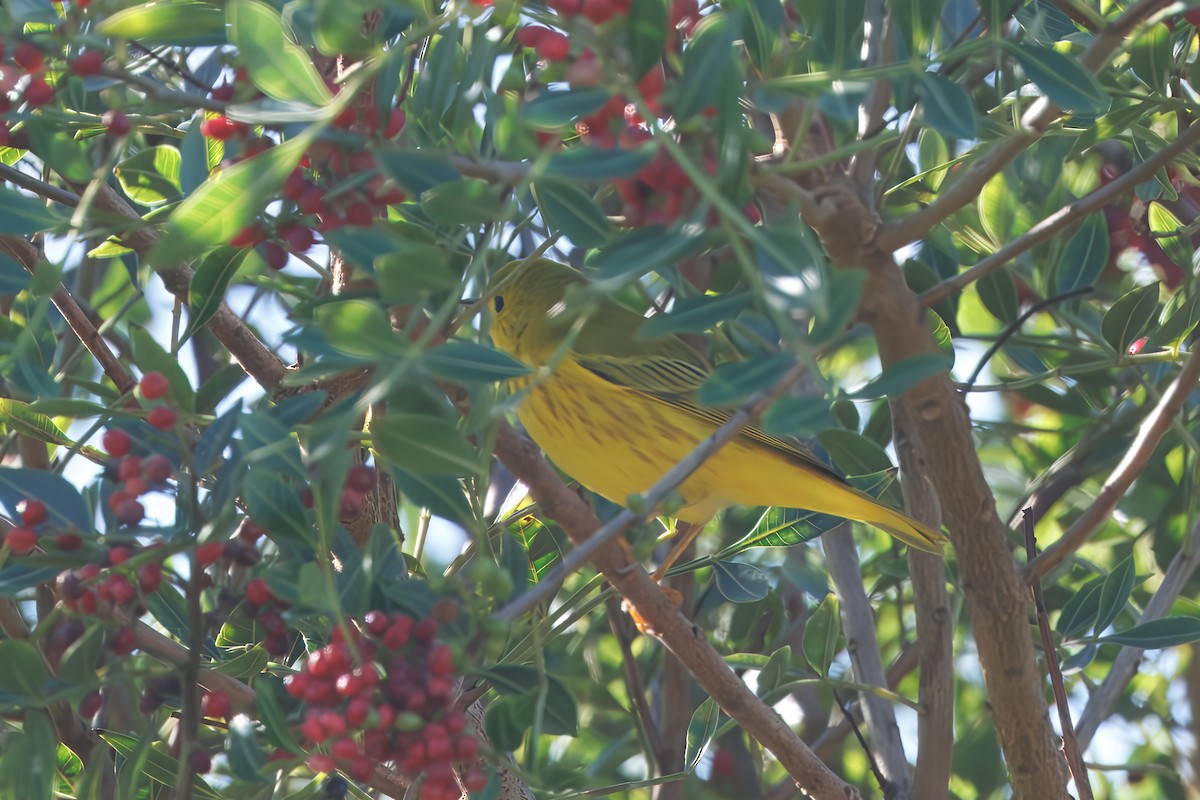 Northern Yellow Warbler - ML645798338