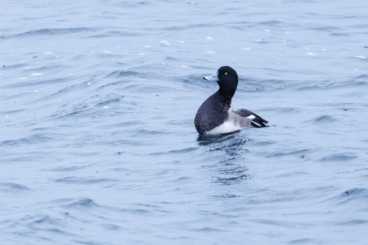 Greater Scaup - ML645798343