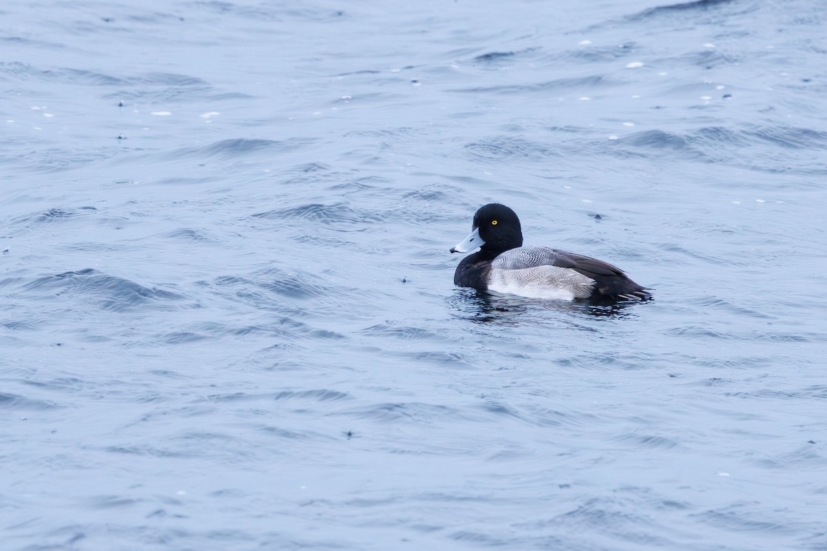 Greater Scaup - ML645798344