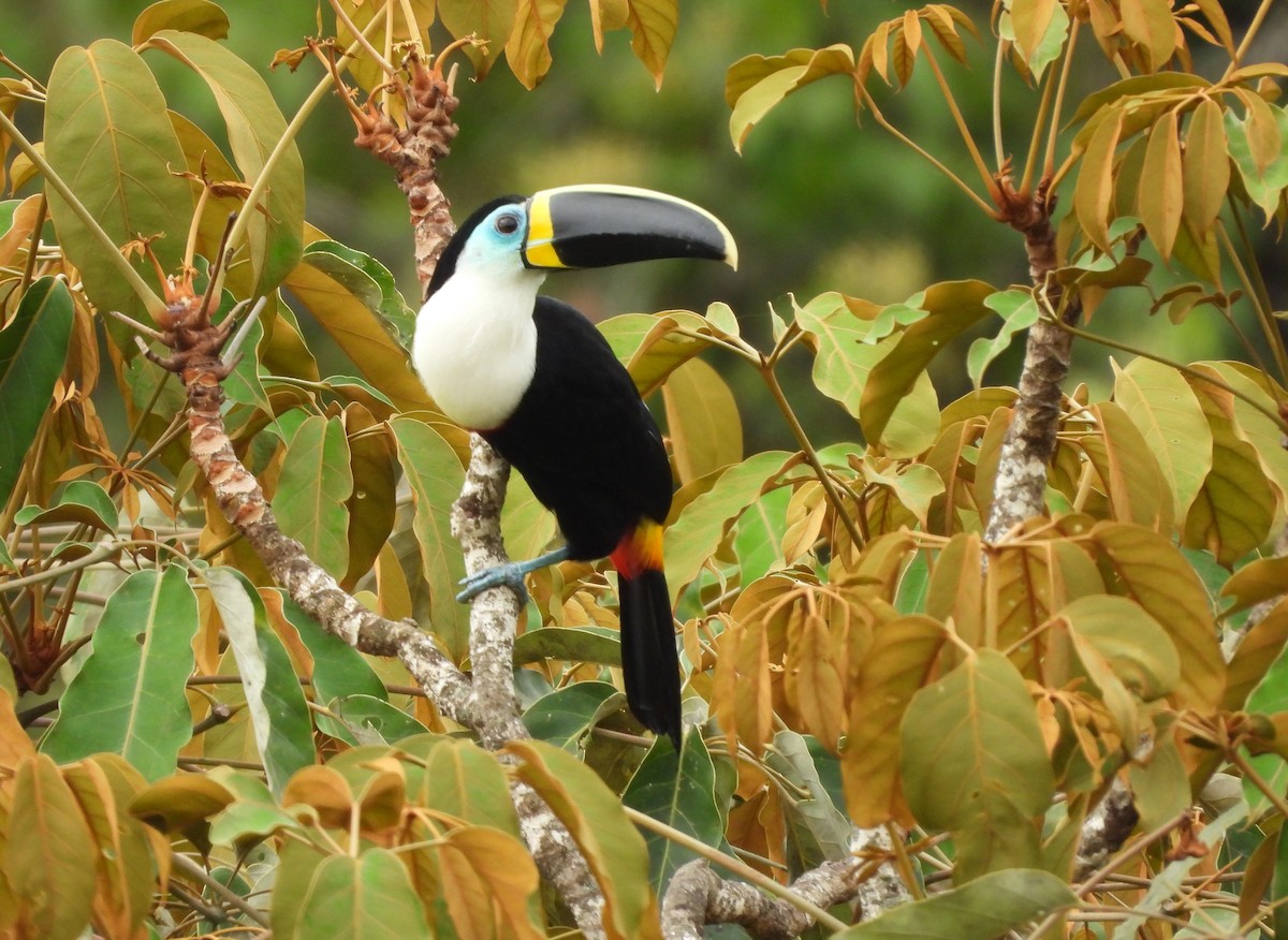 Channel-billed Toucan (Yellow-ridged) - ML645798345