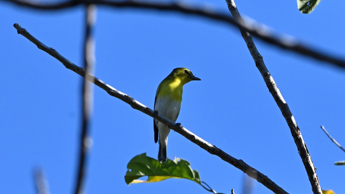 Yellow-throated Vireo - ML645798354