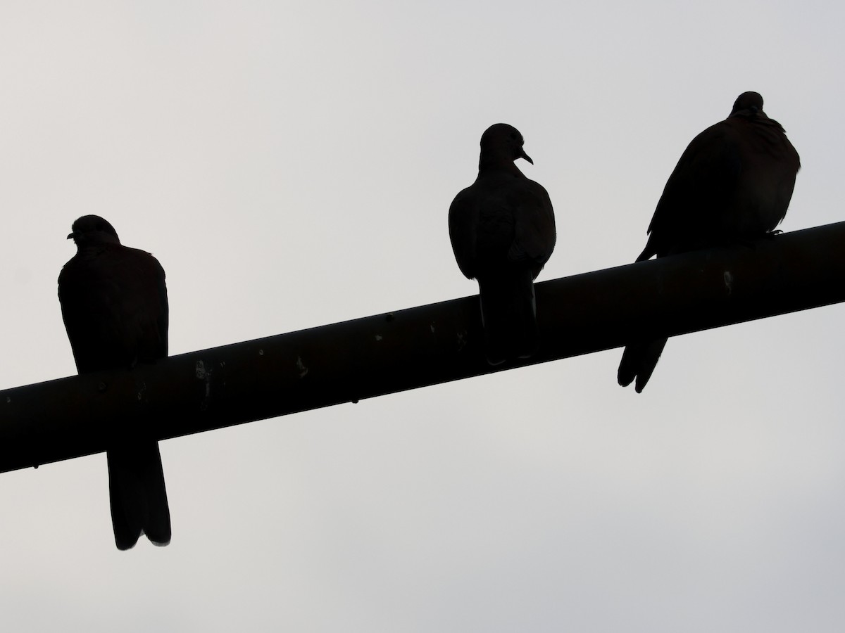 Laughing Dove - ML645798358