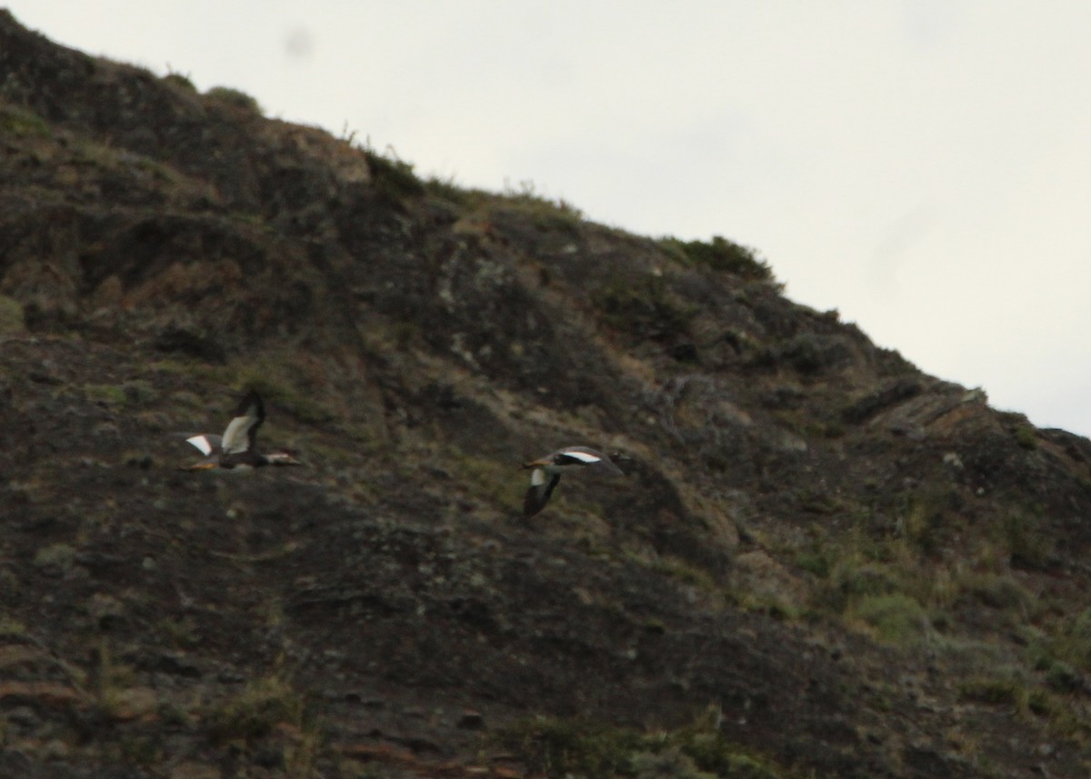 Flying Steamer-Duck - ML645798364