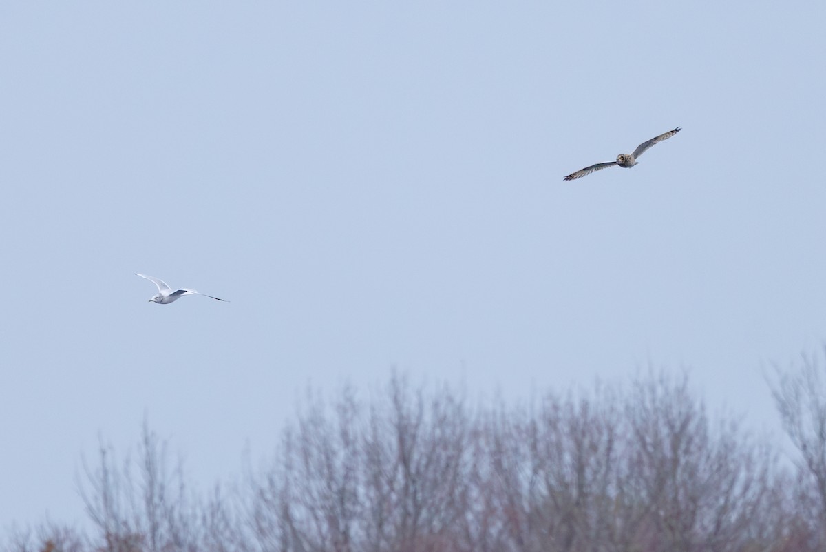 Short-eared Owl - ML645798365