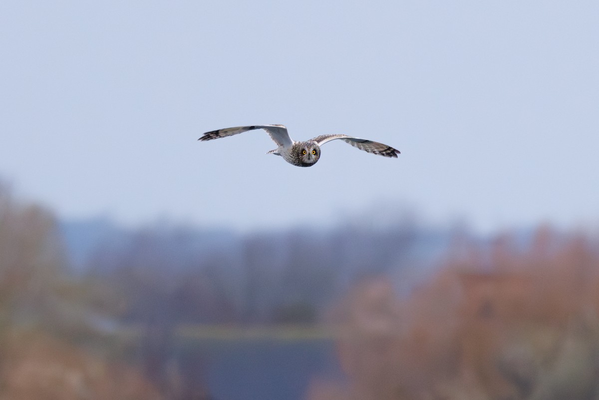 Short-eared Owl - ML645798366
