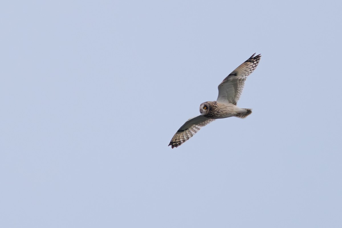 Short-eared Owl - ML645798367