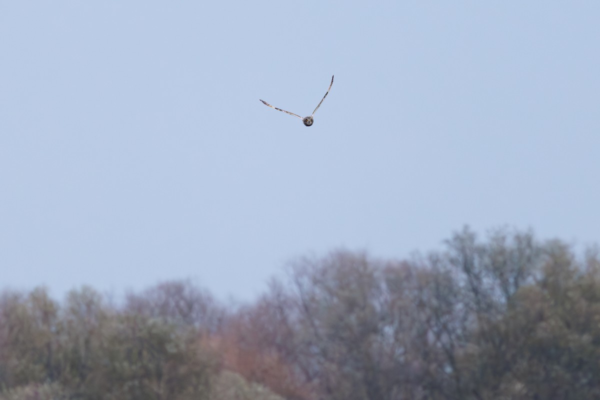 Short-eared Owl - ML645798368
