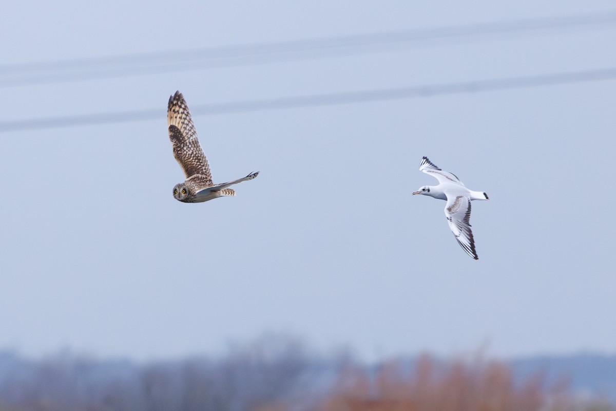 Short-eared Owl - ML645798369