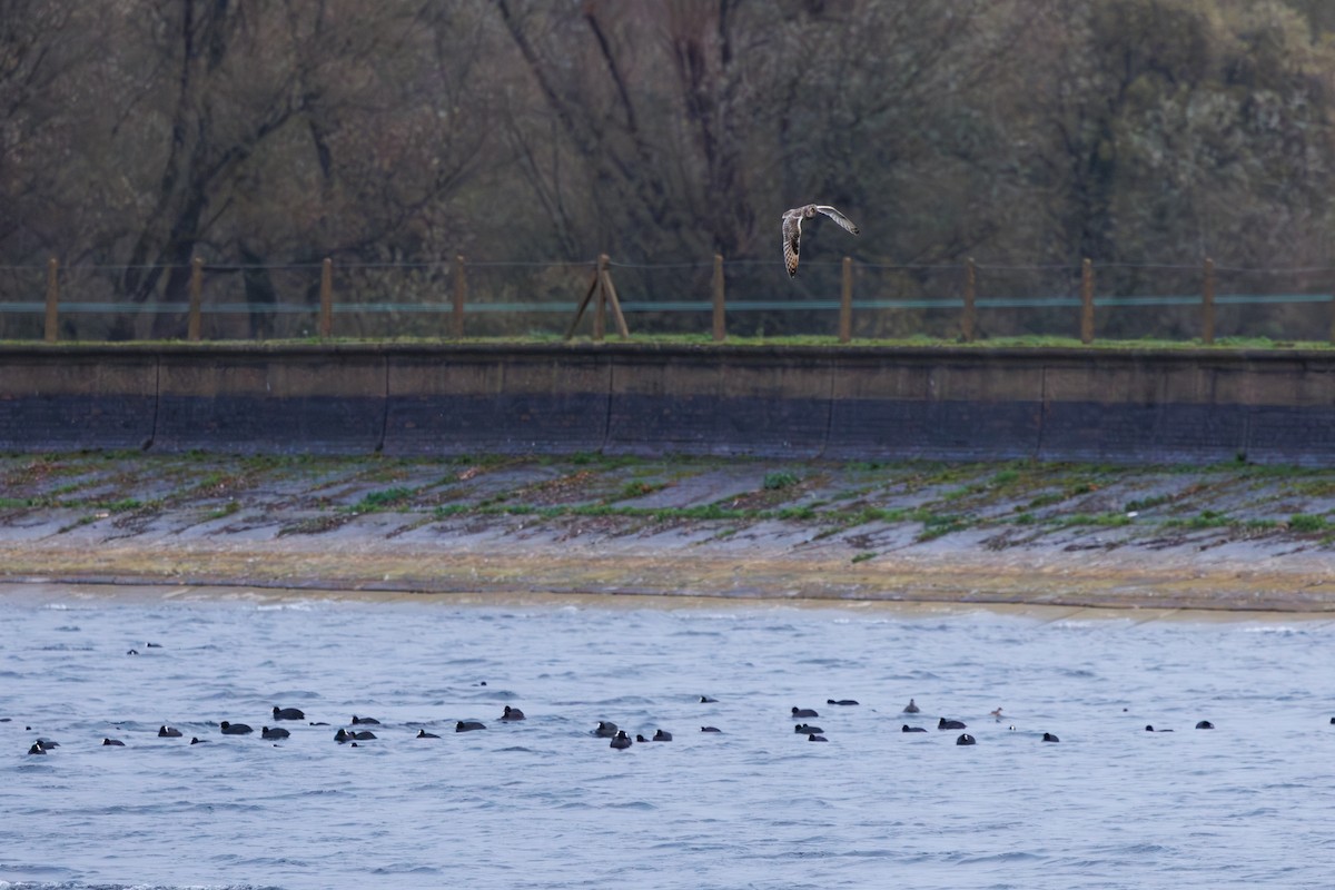 Short-eared Owl - ML645798370