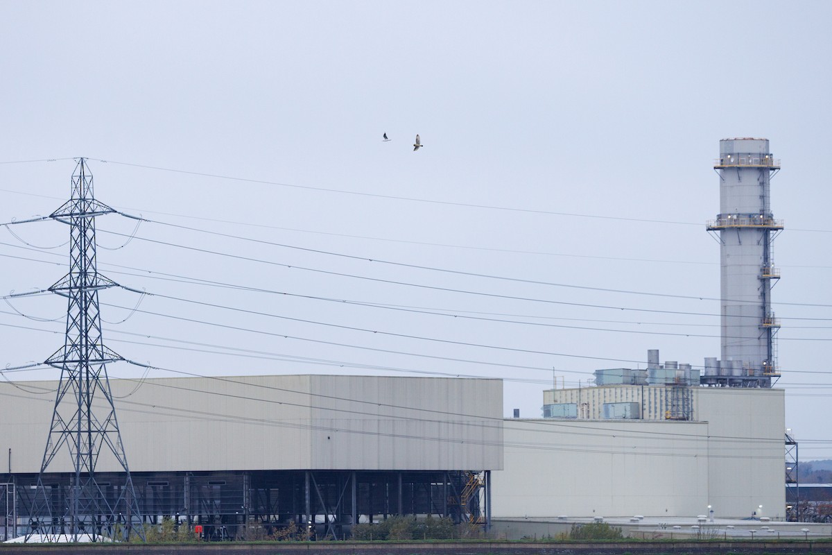 Short-eared Owl - ML645798371