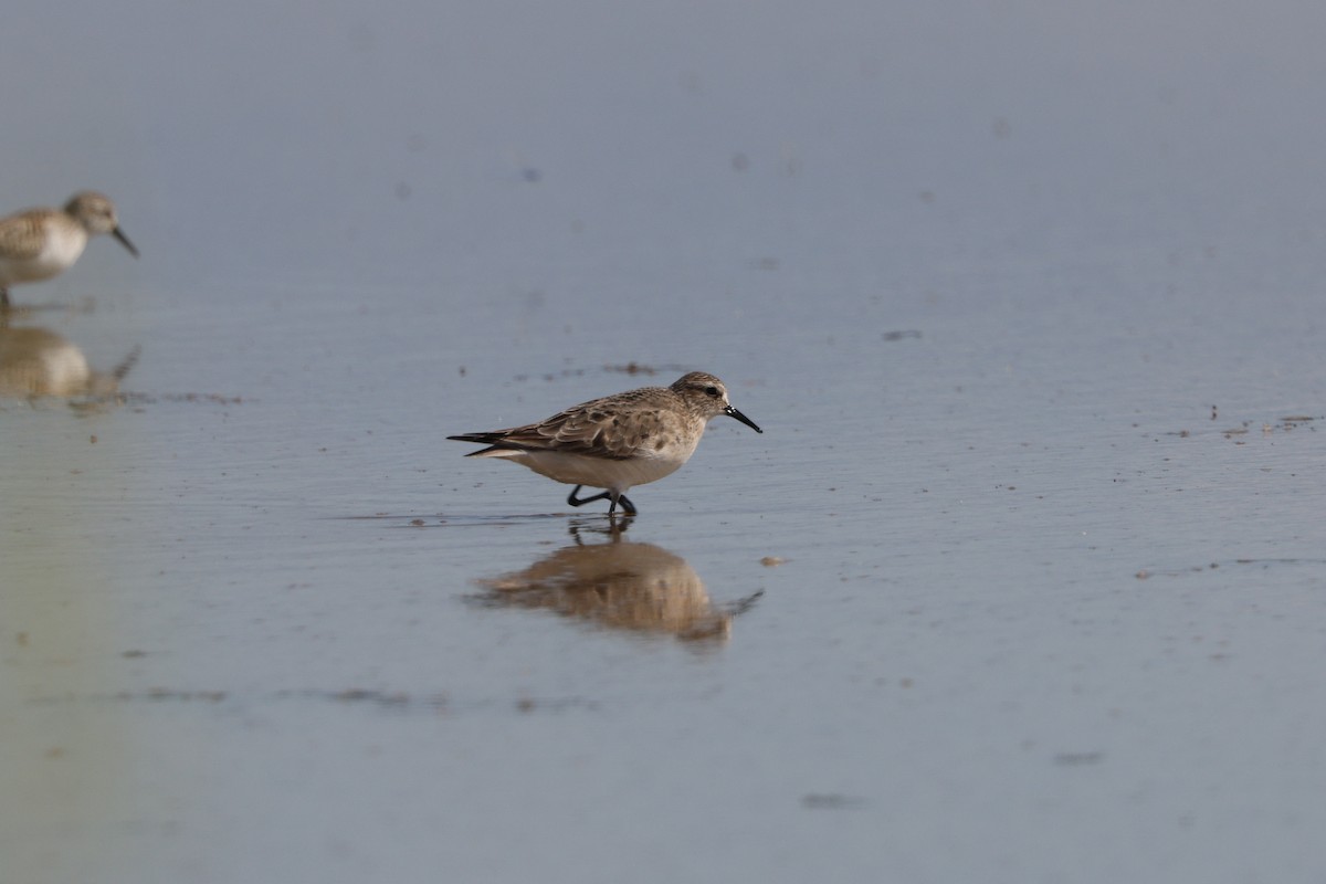 Baird's Sandpiper - ML645798372