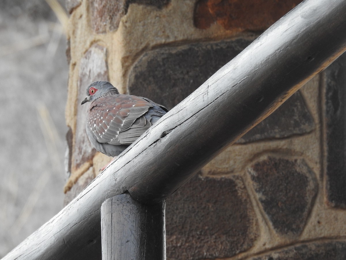 Speckled Pigeon - ML645798379