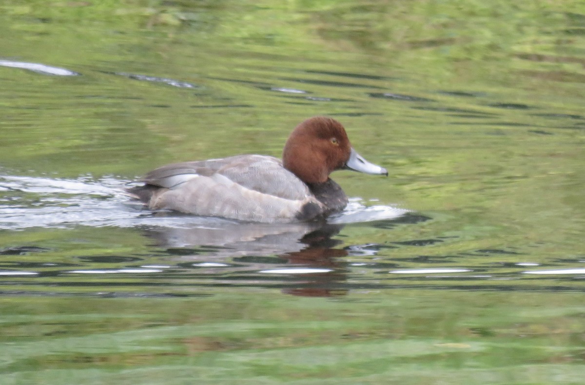 Redhead - ML645798400
