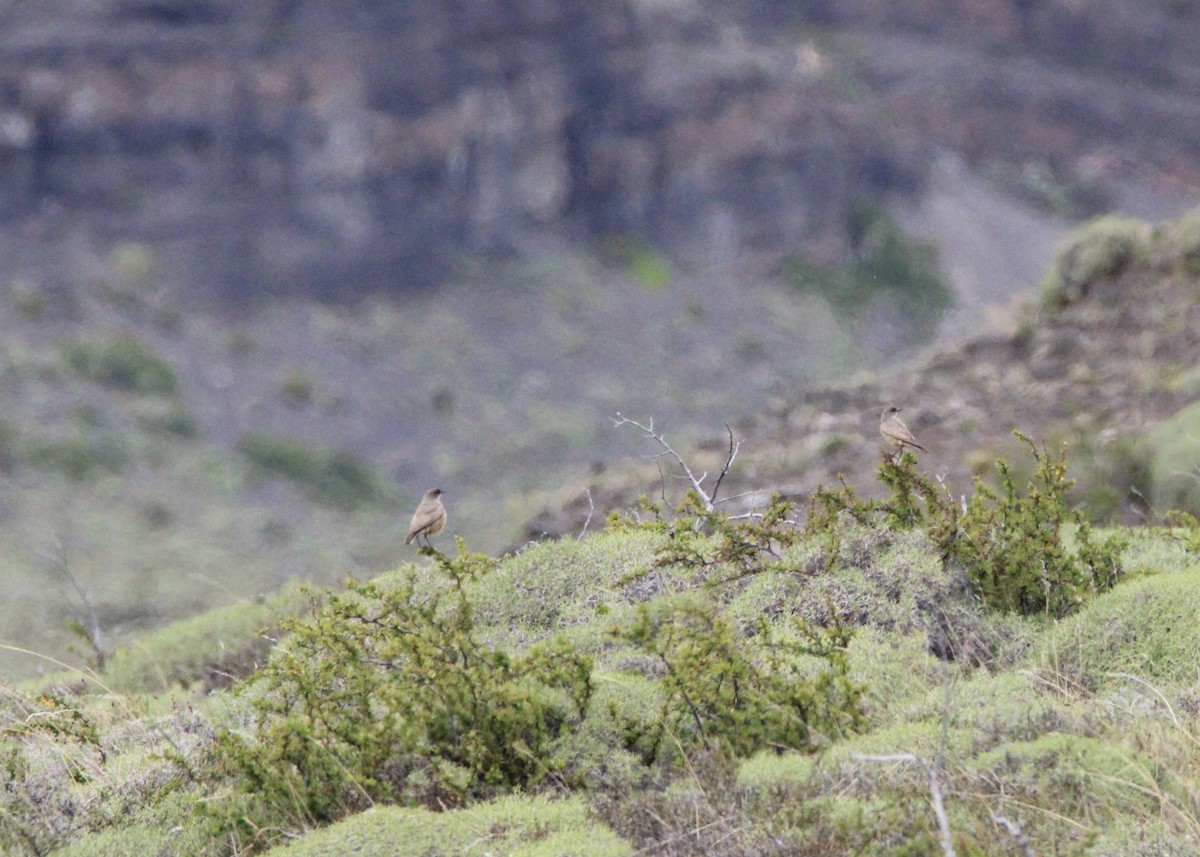 Dormilon à ventre roux - ML645798401