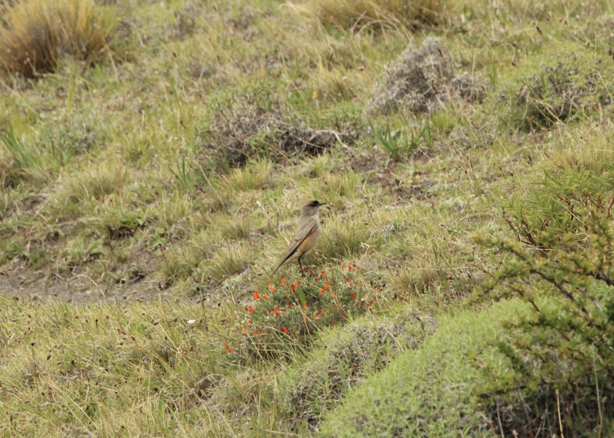 Dormilon à ventre roux - ML645798402