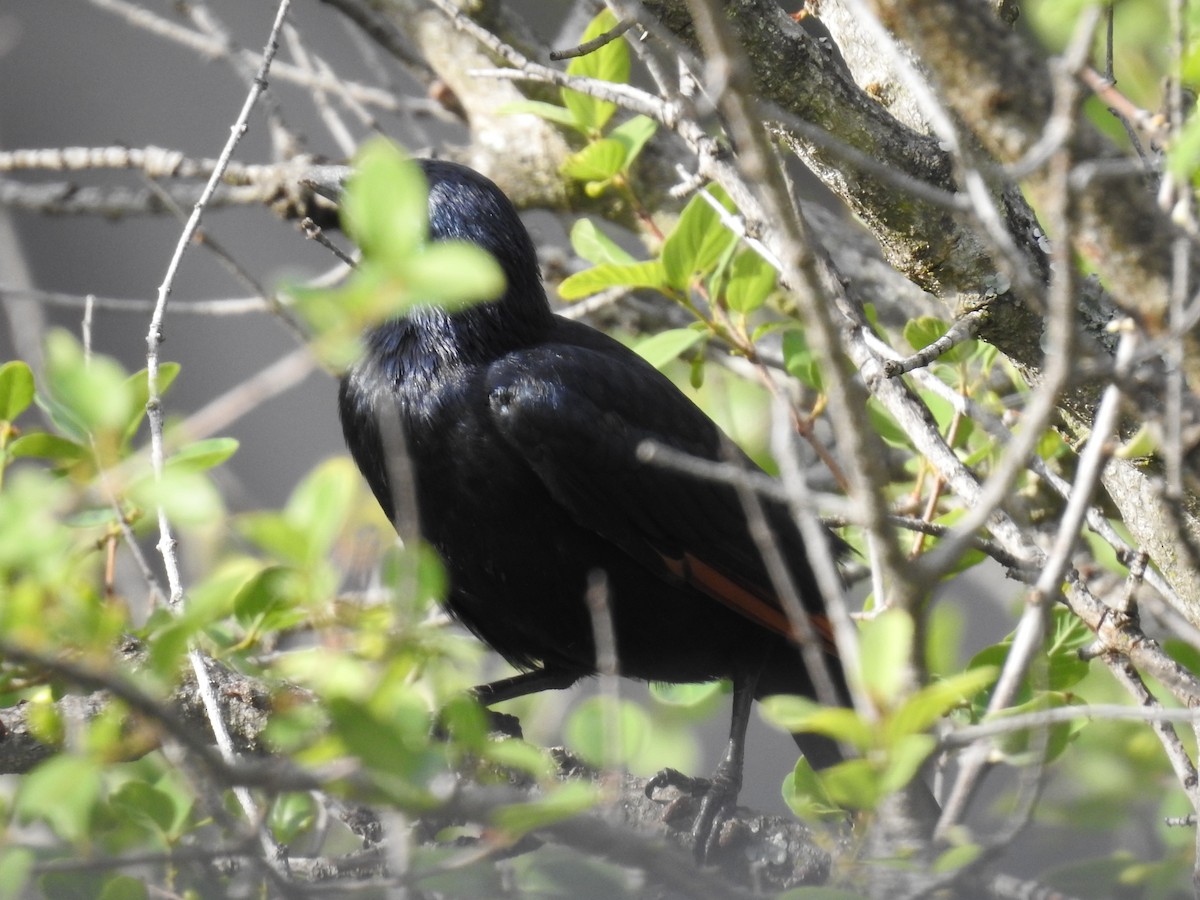 Kızılkanat - ML645798403