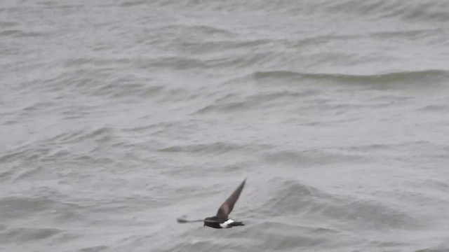 Вильсонова океанида - ML645798415