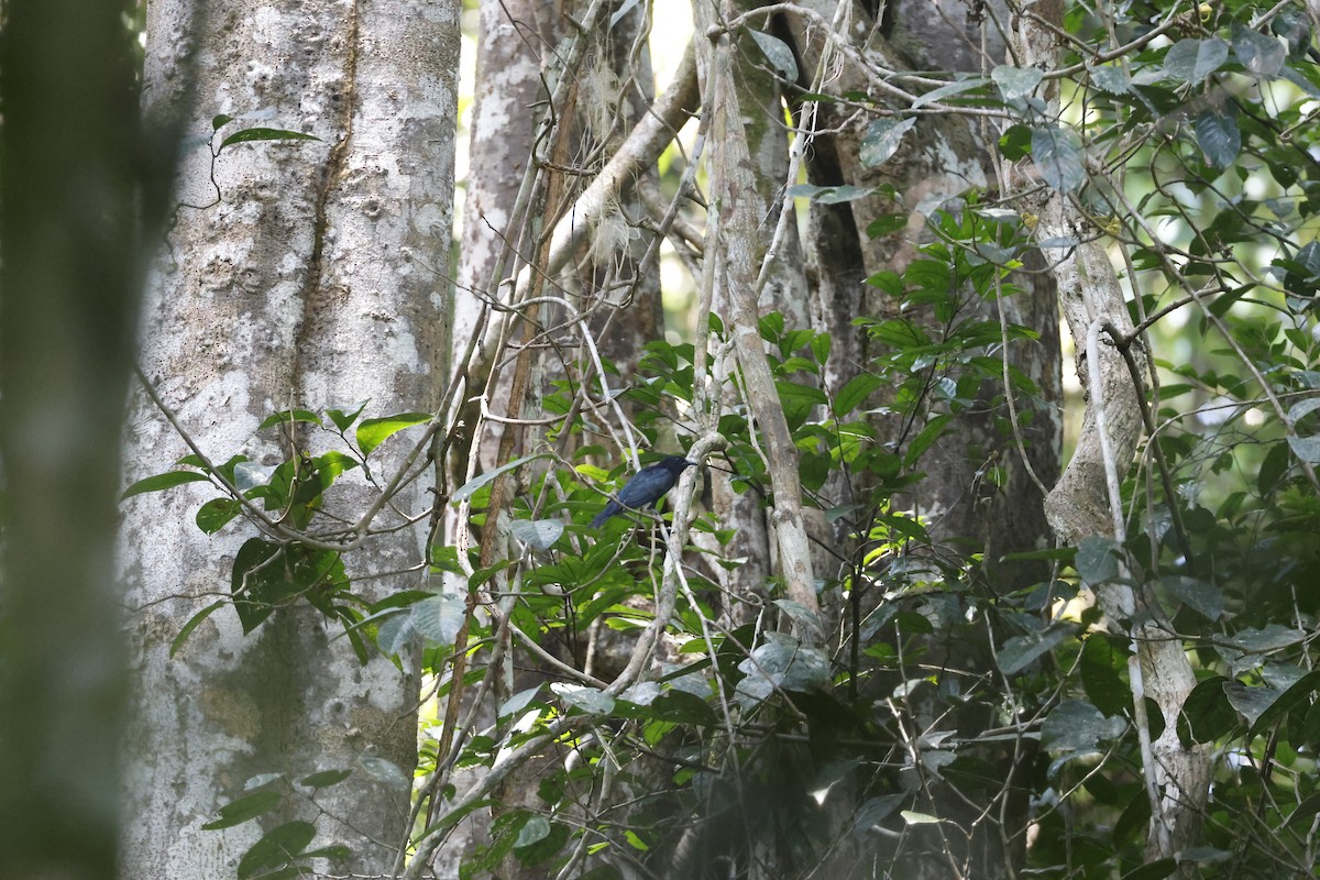Square-tailed Drongo-Cuckoo - ML645798436