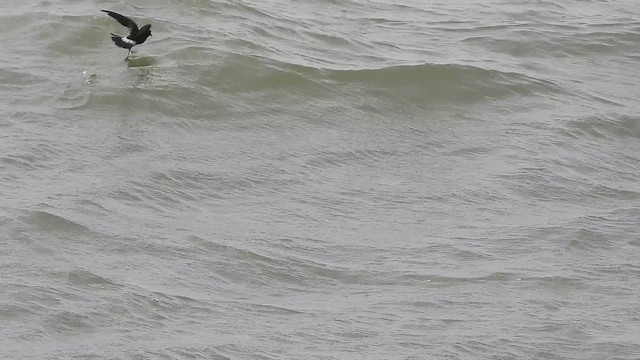 Вильсонова океанида - ML645798437