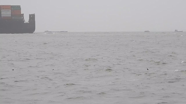 Вильсонова океанида - ML645798440