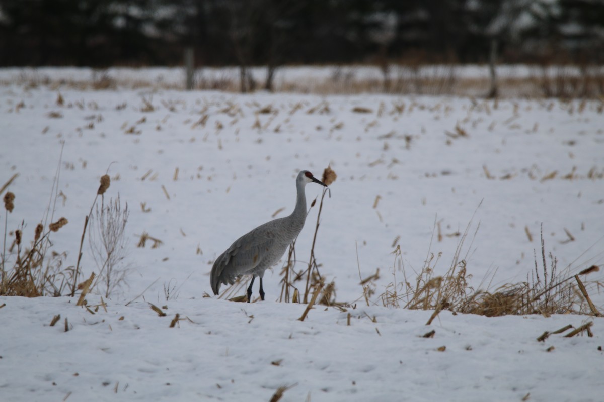 Kanada Turnası - ML645798441