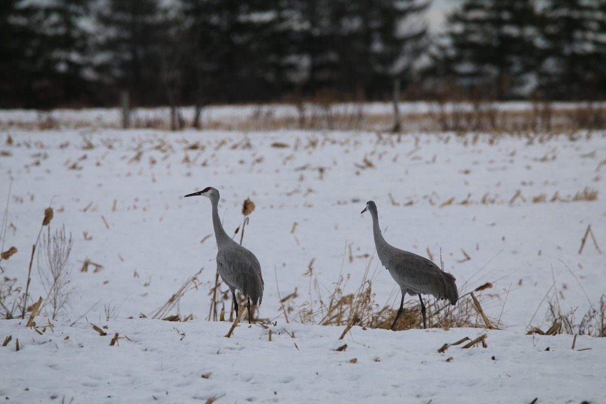 Kanada Turnası - ML645798442